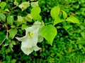 White bougainvillea paper flower in the garden. Royalty Free Stock Photo