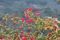 Bougainvillea glabra or paperflower, fucsia pink flowers Royalty Free Stock Photo