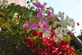 Bougainvillea glabra or paperflower, white fucsia red flowers Royalty Free Stock Photo