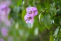 Bougainvillea glabra or paperflower, pink flowers bokeh effect Royalty Free Stock Photo