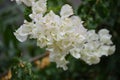 Bougainvillea  or paperflower,  white flowers. Green background Royalty Free Stock Photo