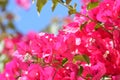 Bougainvillea  or paperflower, closeup fucsia flowers Royalty Free Stock Photo