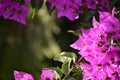 Bougainvillea  or paperflower,  fucsia flowers. Spider web in natural light. Royalty Free Stock Photo