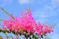 Bougainvillea  or paperflower,  fucsia flowers. Blue sky and white clouds Royalty Free Stock Photo