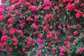 Bougainvillea glabra, paperflower, fucsia flowers