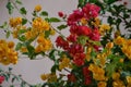 Bougainvillea glabra or paperflower, yellow and red flowers Royalty Free Stock Photo