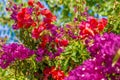 Bougainvillea glabra