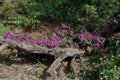 Bougainvillea glabra vine filled with an abundance of pink flowers flowing along a log laying on the ground