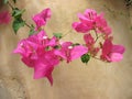 Bougainvillea greece Royalty Free Stock Photo