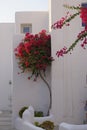 Bougainvillea in Greece