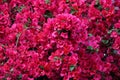 Bougainvillea Royalty Free Stock Photo