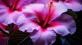 bougainvillea guam flower