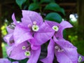 Bougainvillea has beautiful purple flowers in Thailand, beautiful, impressive, seen and happy every morning.