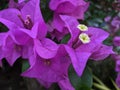 Bougainvillea has beautiful purple flowers in Thailand, beautiful, impressive, seen and happy every morning.