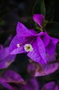 Bougainvillea has many color options including purple which attracts this attention