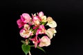 Bougainvillea inflorescence Chameleon pink color on a black background.