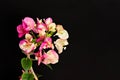 Bougainvillea inflorescence Chameleon pink color on a black background.