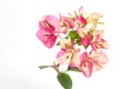 Bougainvillea inflorescence Chameleon pink color on a white background.