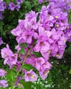 Bougainvillea inflorescence. Pink flowers.