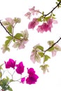 Bougainvillea isolate