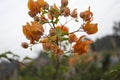 Bougainvillea, bagan bilash flower in bloom Royalty Free Stock Photo