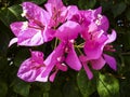 Pink confetti in the summer sunshine.