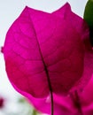 Bougainvillea leaf