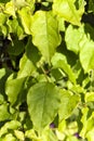 Bougainvillea leaf.