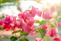 Bougainvillea: the magenta color flower in the summer. Royalty Free Stock Photo
