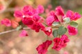 Bougainvillea Magnoliophyta flower close up Royalty Free Stock Photo