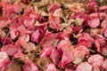 Bougainvillea Magnoliophyta flowers in the floor, background Royalty Free Stock Photo