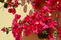 Bougainvillea or Nyctaginaceae in Crete. Royalty Free Stock Photo