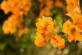 Bougainvillea