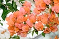 Bougainvillea orange branch flowers, paper flower branch Royalty Free Stock Photo