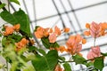 Bougainvillea orange branch flowers, paper flower branch Royalty Free Stock Photo