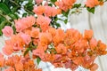 Bougainvillea orange branch flowers, paper flower branch Royalty Free Stock Photo