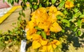 Bougainvillea orange yellow flowers blossoms in Puerto Escondido Mexico Royalty Free Stock Photo