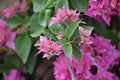 Bougainvillea Outdoor Live Flowering Plant