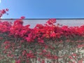 Bougainvillea overgrown the white wall, sky background.