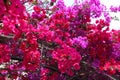 Bougainvillea - paper flower