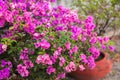 Bougainvillea paper flower in colorful color Royalty Free Stock Photo