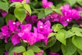 Bougainvillea paper flower in colorful color Royalty Free Stock Photo