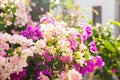 Bougainvillea paper flower in colorful color Royalty Free Stock Photo