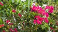 Bougainvillea paper flower in colorful color Royalty Free Stock Photo