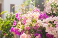 Bougainvillea paper flower in colorful color Royalty Free Stock Photo