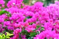 Bougainvillea, Paper flower