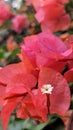 Bougainvillea paper flowers nice