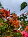 Bougainvillea paper flowers