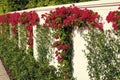 Bougainvillea or paperflower with blooming flowers growing along fence outdoors