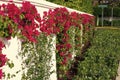 Bougainvillea or paperflower flowering plant growing along fence outdoors